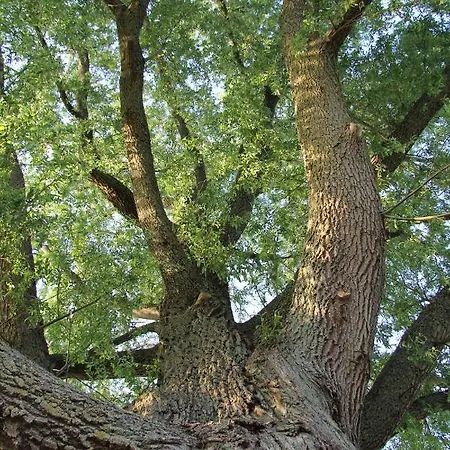 Bij De Wilg Alojamento de Acomodação e Pequeno-almoço
